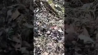 Mushrooms that vape