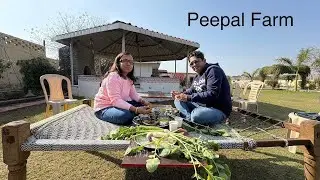 Peepal Farm Stay| Haryana| Desi stay