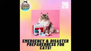 Emergency & Disaster Preparedness for Cats!