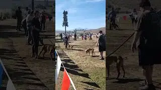 2023 SOCAL ADBA SHOW #ADBA #apbt #americanpitbullterrier #dog #realapbt