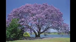 Resultado das podas dos galhos das mudas de Jacarandá Mimoso