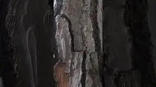 Quando il pino contrastava la tosse e la pertosse