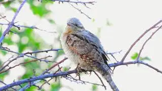 2023 05 01 Nyaktekercs Hortob&aacute;gyi Nemzeti Park 4k