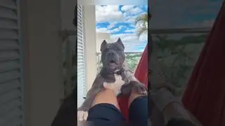 Этот американский хулиган избалован 😅