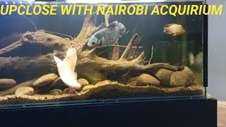 Hidden Marine Aquarium in Nairobi 😱 | Up Close With Sea Life