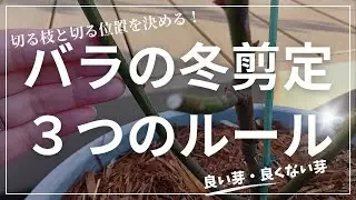 切る枝と切る位置を決める！木立バラの冬剪定3つのルール