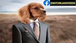 Funny Video: Funny Dog Scared as he's trying to stay safe
