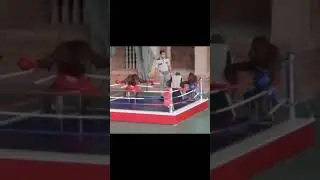 мощни пон чото  #бибизьян #манки # пон