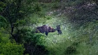 Quella volta con l'orsa Amarena e i cuccioli