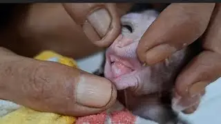I just helped a poor baby male monkey from a sad market.