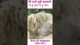 Amazing Animal #Camel #zoo #wildlife #animal #Goat #viral #best #funny #wonderful #amazing #shorts