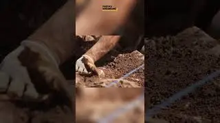 Unearthing History: The Massive Discovery at the Abbey of Beaumont