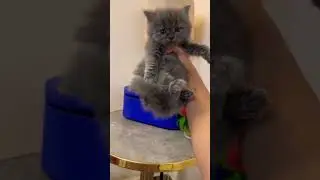 Cute grey persian cat |8446853378