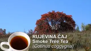 Rujevina čaj | Smoke Tree Tea (Cotinus coggygria) - (4K)