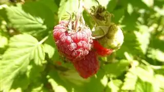 Raspberry - Rubus idaeus - Hindiber - Hindiberjarunni - Berjat&iacute;nsla - Rau&eth; ber