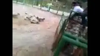 Garrote Filho Do Touro Jucelino Que Deu Campe&atilde;o Para Kaique Pacheco Em Barretos
