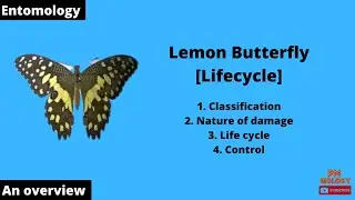 Lemon butterfly life cycle | An overview | Entomology | PM Biology