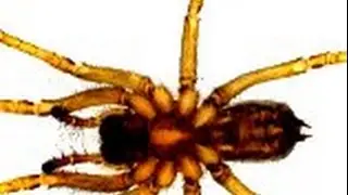 Hobo Spider Bite PSA - Science vs Myth