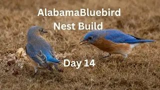 Bluebird Birdhouse Nest Build Day 14 With Instrumental Music
