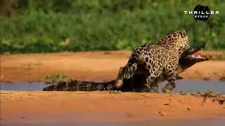 Jaguar vs Crocodile #wildlife