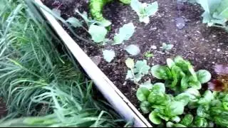 2017 French Biointensive Organic Raised Bed Garden--Update 9