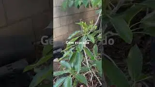 Gem avocado tree #avocadotree #fruit #california #guava #gardening #fruittree #garden #tropicaltree