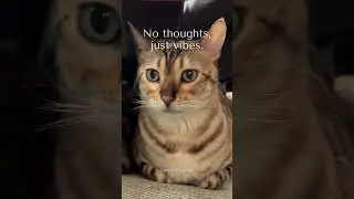 My Funny Bengal Cats: &ldquo;No thoughts, just vibes&rdquo; 😸 | Live Like a Cat  #cat