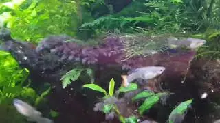 How to get rid of black beard algae