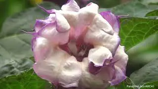 MARAVILHAS DA NATUREZA , FLORES DO JARDIM/ Filmadora Panasonic AG Hmc40 - Teste