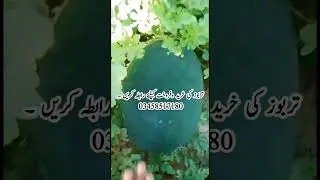 Water melon for sale #tarbooz #terbooz #tarboz #watermelon #تربوز #terboz