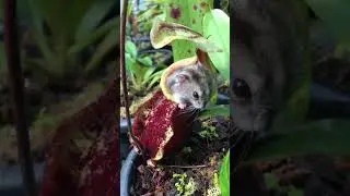Nepenthes &mdash; рослина, яка пожирає живих істот!