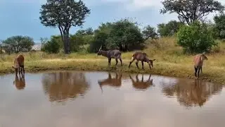 Defassa Waterbucks (Kobus defassa) at Serengeti Explorer Live -  Tanzania - africam.com