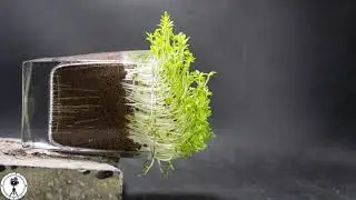 Negative Gravitropism Of Plant Timelapse 4K