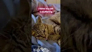 Cat is buffering! #cat #pets #cutecat #kitty