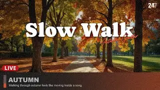 Медленная прогулка по Maple Street LIVE 🍁 | Фингерстайл Гитара & Easy Listening для Учёбы & Отдыха
