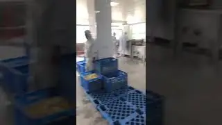 dehydrated garlic flakes producing