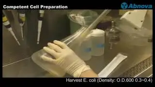 competent cells preparation