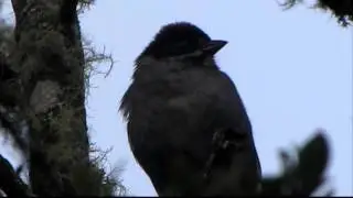 Slaty Brush Finch (Atlapetes schistaceus)