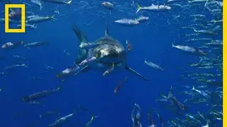 Quand les requins chassent les dauphins
