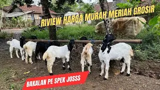 RIVIEW BETINA KAMBING PE SPEK EKONOMIS MURAH  ‼️