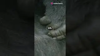 Gorilla Fun Facts You Didn't Know! #gorilla #wildlife #animallover #conservation #facts #funfacts 🦍💪
