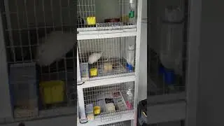 Palomos buchones