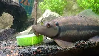 Gyrinocheilus Aymonieri cetrioli a colazione