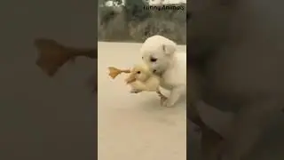 sad video for animals🐵🐔🐶🐷