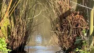 Frensham Trout Fishery, Robins Wood, Surrey. 2025