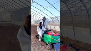 Beautiful Girls Driving Mini Tractor in Greenhouse Farming 🚜#MiniTractor #BeautifulGirls #farming