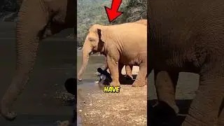 Amazing Friends Of Humans 😊