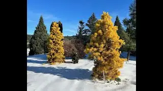 Pinus contorta 'Chief Joseph' Dwarf Pine Tree