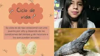 Iguana negra (Ctenosaura pectinata)