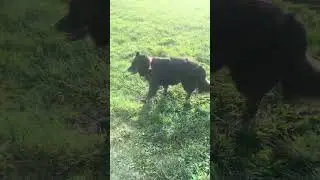 The Campground Dog Park
